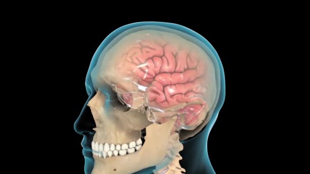 O líquido cefalorraquidiano (LCR) é um fluido claro que envolve o cérebro e a medula espinhal. Ele amortece o cérebro e a medula espinhal de lesões e também serve como um sistema de entrega de nutrientes e remoção de resíduos para o cérebro - Filmagem, Vídeo