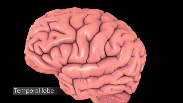Exploración cerebral médica masculina en ciclo (lóbulo temporal, lóbulo parietal) - Metraje, vídeo