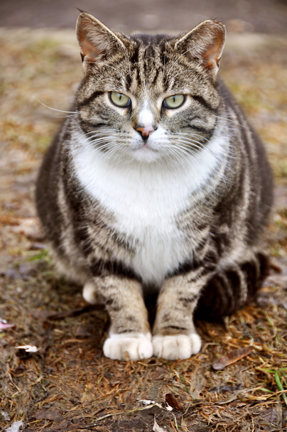 Ritratto di un grosso gatto ghiotto grasso a strisce con gli occhi verdi. - Foto, immagini
