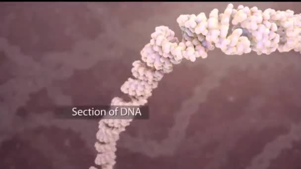 ADN dañado se está recuperando - Metraje, vídeo