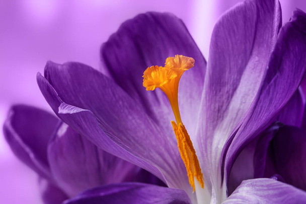 Amazing wallpaper. Purple Flower. Abstract purple surface, Natural Background - Photo, Image