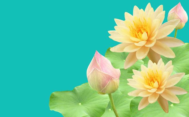 Top veiw, White lotus flowers bloom on green leaves and purple waterlily bud isolated pure cyan background, floral spring summer - Photo, Image