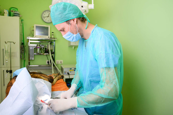 Hundechirurgie in einer Tierklinik - Foto, Bild