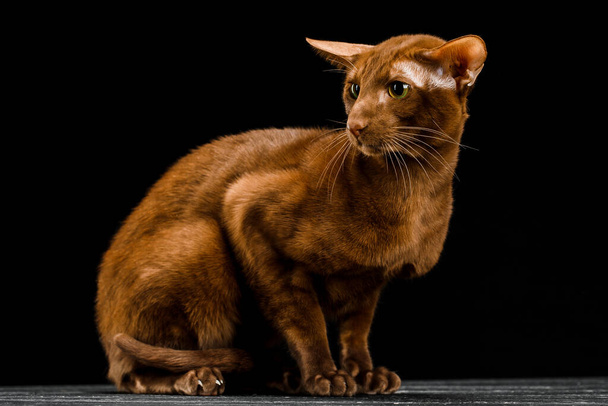Keleti macska, rövid hajú kisállat egy sötét háttér. - Fotó, kép