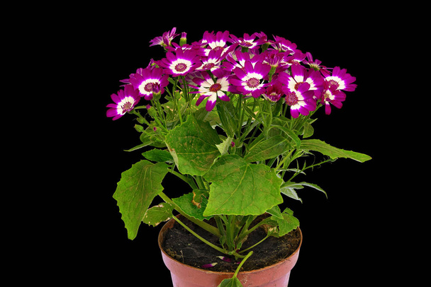 Red and White Flower Bouquet of the Plant Cineraria, Cineraria (Latin Name). Isolated On Black Background  - Photo, Image