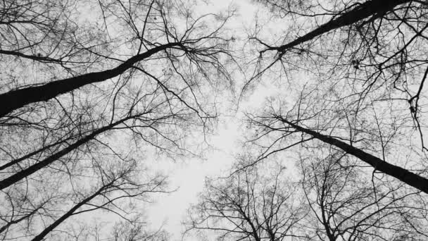 Paisaje de árboles sin hojas en un día nublado de invierno en las nevadas filmadas desde abajo y en cámara lenta - Imágenes, Vídeo