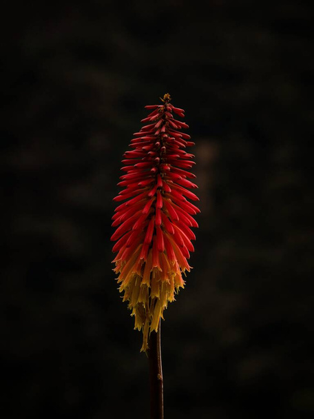 Closeup macro of red orange yellow Kniphofia tritoma red hot poker plant torch lily flower on dark background in Valle del Cocora Valley in Salento Quindio, Colombia South America - Photo, Image
