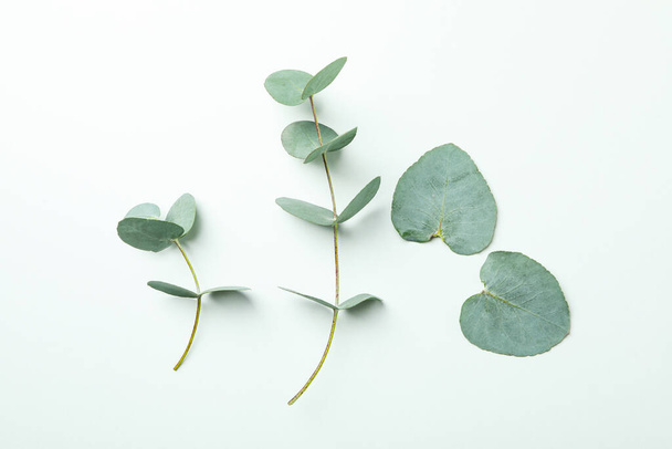 Красивые ветки эвкалиптового растения на белом фоне - Фото, изображение