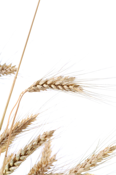Portions de blé
. - Photo, image
