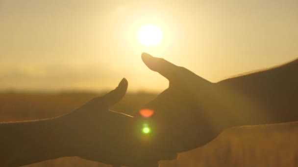 Zakenmensen schudden elkaar de hand bij zonsondergang buiten. Boer en zakenman schudden handen in de zon op tarweveld, maak een deal. Mee eens. Twee boeren, man en vrouw, werken in tarweveld. Landbouwbedrijf - Video