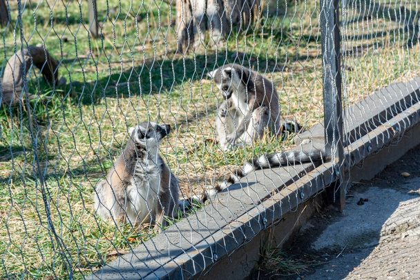 Lemurs in the zoo's aviary. Lemur walks, rests and plays under the rays of the spring sun. - Photo, Image
