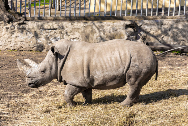 Um rinoceronte no aviário do zoológico. Dia ensolarado de primavera. Close-up foto colorida. - Foto, Imagem