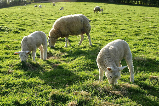 Ovce pasoucí se na zelené louce  - Fotografie, Obrázek