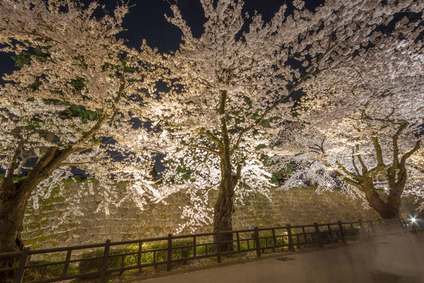 Весеннее цветение вишни (известное как ханами на японском языке) в замке Каназава ночью, Япония. Город Канадзава, префектура Исикава, Япония. - Фото, изображение