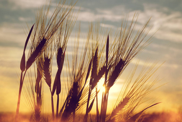 Golden ears of barley on the field at sunset. Nature background. - Photo, Image