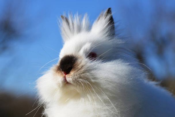 Забавна дитина білий плюшевий кролик
. - Фото, зображення