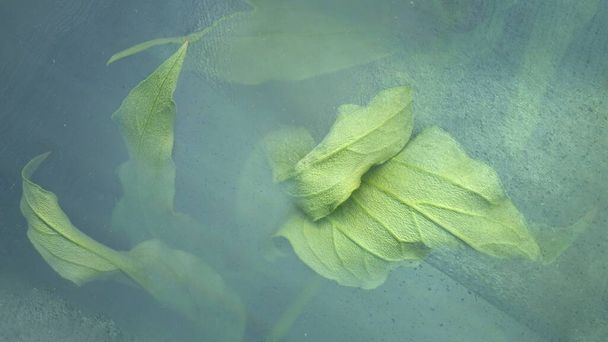 Bellissimo fiore in ghiaccio, foglie verdi sott'acqua, fiore congelato, struttura dell'acqua fredda, carta da parati invernale - Foto, immagini