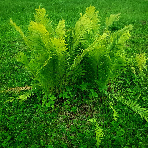 Detailní záběr zelené kapradiny v zelené trávě za letního dne. Makro fotografie - Fotografie, Obrázek