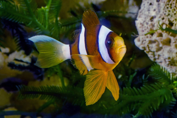 Amphiprion clarkii, known commonly as Clark's anemonefish and yellowtail clownfish, is a marine fish belonging to the family Pomacentridae, the clownfishes and damselfishes. - Photo, Image