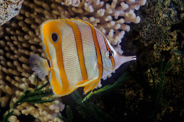 The copperband butterflyfish (Chelmon rostratus), also known as the beaked coral fish, is found in reefs in both the Pacific and Indian Oceans. This butterflyfish is one of the three species that make up the genus Chelmon and all have long beaks. - Photo, Image