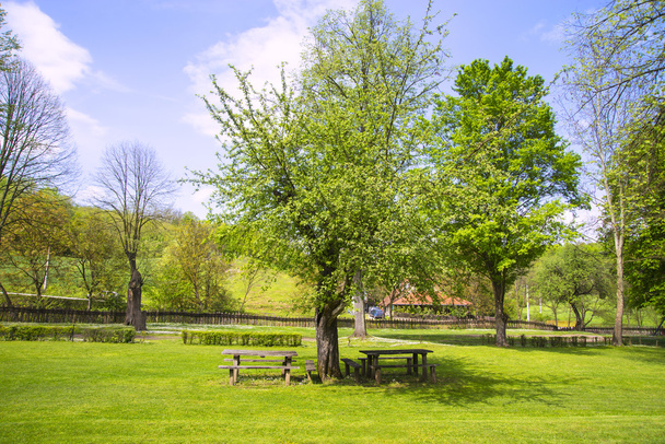 Дерево в саду и скамейки
 - Фото, изображение
