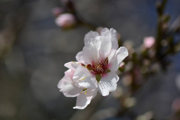 Beautiful, delicate early Spring almond blossoms in Kiryat Tivon Israel - Photo, Image