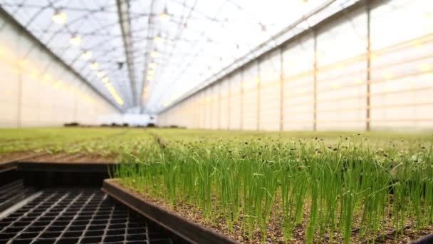 Muchos pequeños brotes verdes crecen en el invernadero - Metraje, vídeo