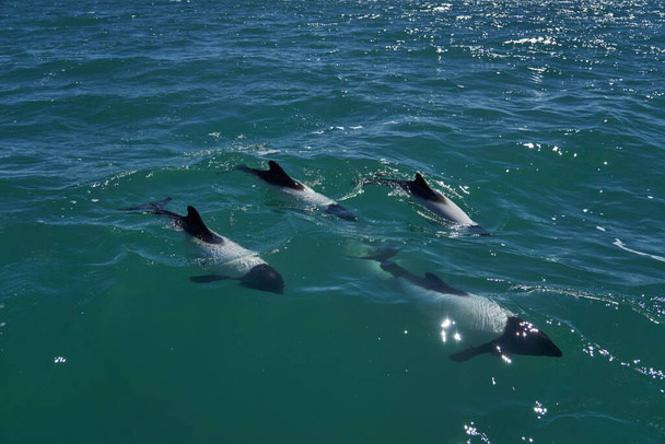 Black and white Commerson Dolphins swimming in the turquoise water of the atlantic ocean at the coast of patagonia in argentina, showing of their blow hole and dorsal fin and splashing some water	 - Photo, Image