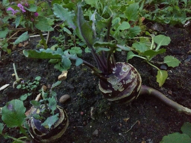 Sluiten van kohlrabi groente huis geteeld eetbaar in alotment tuin verhoogd groeibedden met paarse ronde wortel en gezonde groene spinazie als bladeren in rijke bruine aarde  - Foto, afbeelding