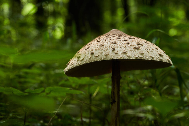 Paddenstoel met grote paraplu in het donkere bos - Foto, afbeelding