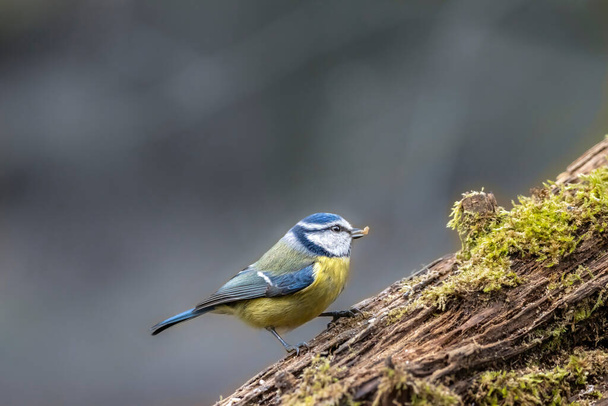 Blue tit at a feeding place at the Mnchbruch pond in a natural reserve in Hesse Germany. Looking for food in winter time. - Foto, afbeelding