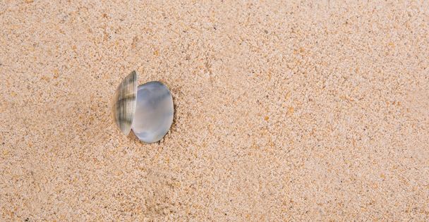 tweekleppig schelpdiershell op strand - Foto, afbeelding