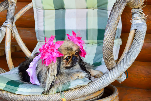 Beautiful funny pekingese dog with pink ribbons relaxing on garden chair. - Photo, Image