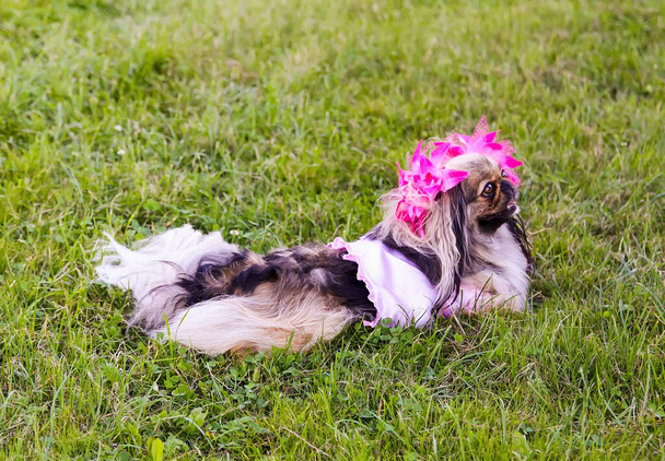 Красива смішна пекінська собака з рожевими стрічками, що розслабляються на зеленій траві на відкритому повітрі
. - Фото, зображення