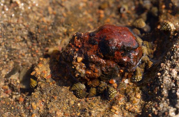 Nassário, nome comum: caramujos de lama de nassa ou cachorros. Moluscos gastrópodes marinhos da família Nassariidae. - Foto, Imagem
