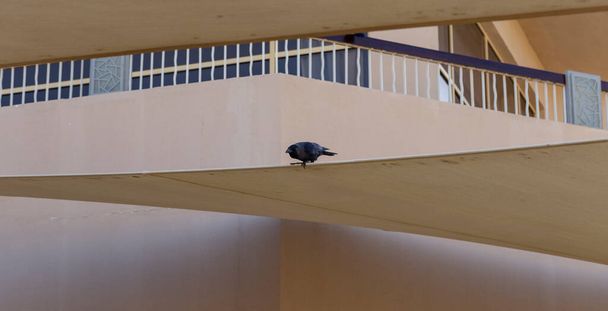 Cuervo de la casa (Corvus splendens), también conocido como el cuervo indio, de cuello gris, Ceilán o Colombo. Un pájaro trata de robar comida de una vivienda humana. - Foto, Imagen