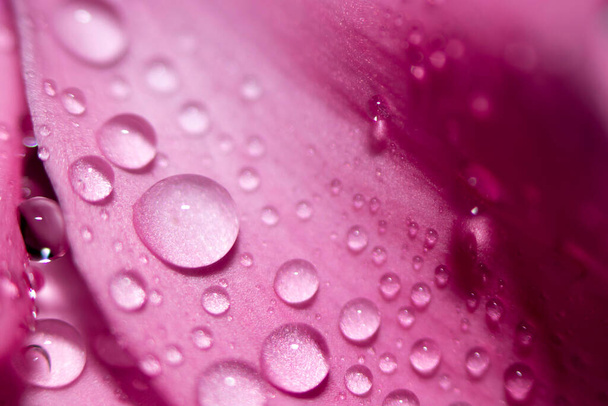 Le gocce dell'acqua su foglie rosa di un primo piano di fiore con uno sfondo scuro. Concentrazione selettiva. Concetto Spa. - Foto, immagini