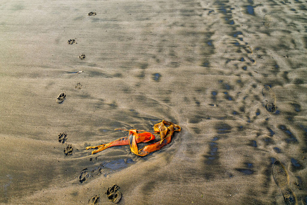 Tracks en voorwerpen gevonden op het strand. Bethels Beach, Auckland, Nieuw-Zeeland - Foto, afbeelding