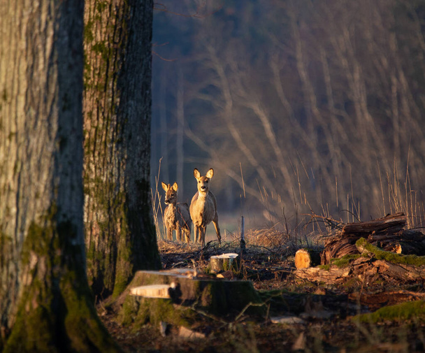 Beautiful roe deer grazing near trees. A beautiful springtime morning scenery with wild animals in Northern Europe. - Valokuva, kuva