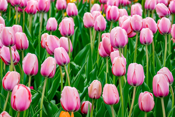 Tulipanes rosados en un parque de primavera. - Foto, imagen