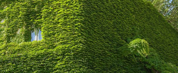 Zöld homlokzat banner öko ház örökzöld sövény fal benőtt vad szőlő borostyán borította. Szőlő kúszó ablak körül homlokzat ház fedett vad szőlő függőleges növények zöld eco home Ivy burkolatú épület - Fotó, kép