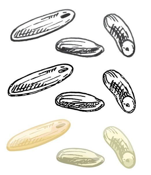 Granos de arroz. Vector color vintage mano dibujado eclosión ilustración - Vector, Imagen