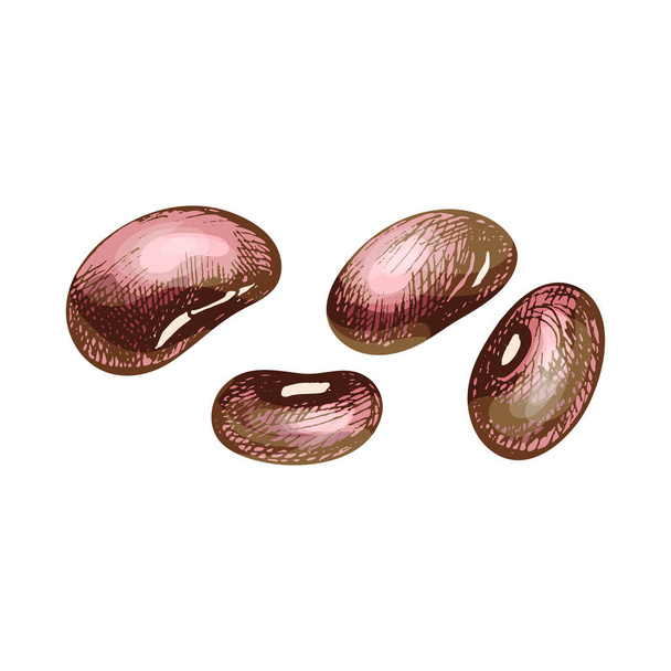 Ниркові боби червоно-коричневе насіння. Векторний колір старовинної ілюстрації вилуплення рук
 - Вектор, зображення