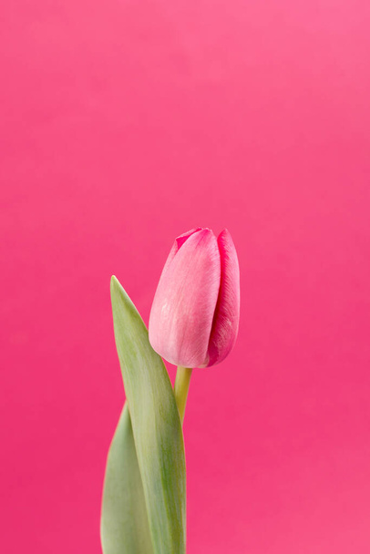 Pink Tulip, Beautiful and gentle on a pink background. Spring seasonal Minimalist trendy backdrop. - Photo, Image