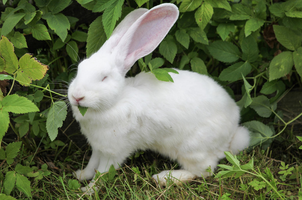 beyaz tavşan - Fotoğraf, Görsel