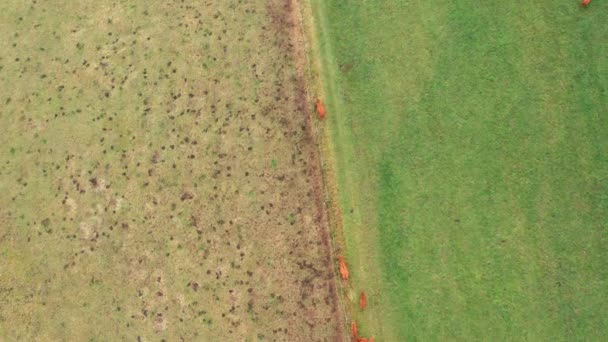 cows in a pasture from above - Footage, Video