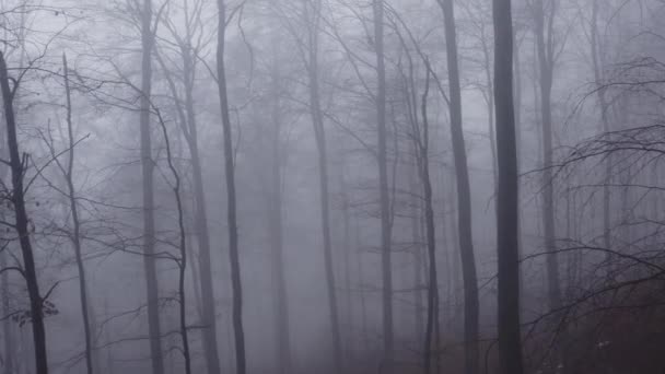 dentro de un bosque de invierno espeluznante niebla  - Imágenes, Vídeo