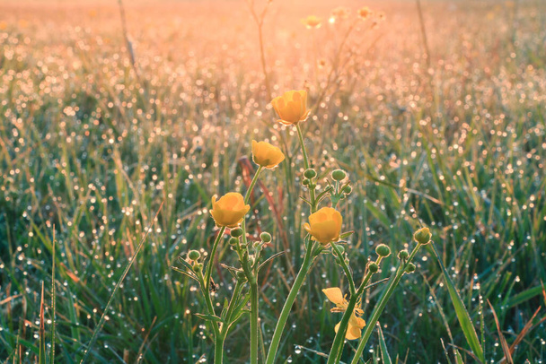 Wiese am Morgen nach Sonnenaufgang. Scharfe Ranunkelpflanze mit gelben Blüten leuchten in den Sonnenstrahlen. Morgentau auf Gras. Geschlossene Blume auf einem grünen Blütenstiel - Foto, Bild