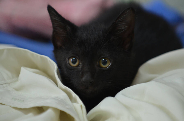 明るい光沢のある目の小さな黒い猫選択的焦点 - 写真・画像