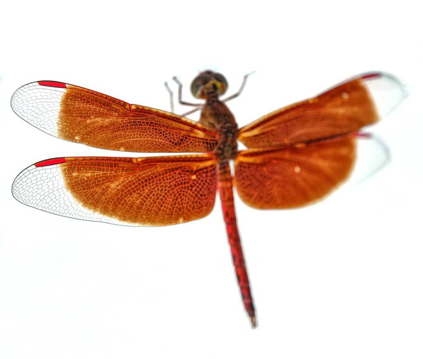 Close up de asas de libélula capturadas por lentes macro. - Foto, Imagem